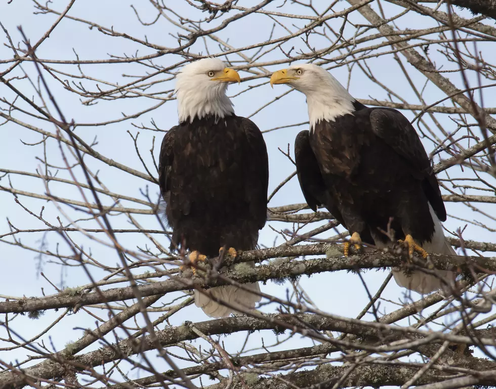 New York’s Endangered Species List Updated
