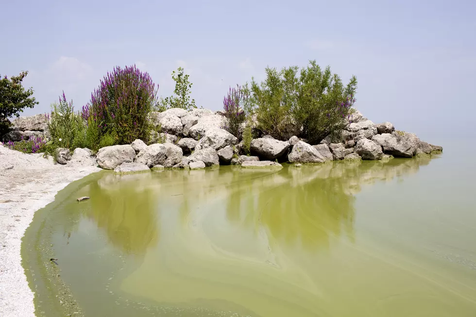 Is It Safe To Eat Fish From Lake Erie In New York State?