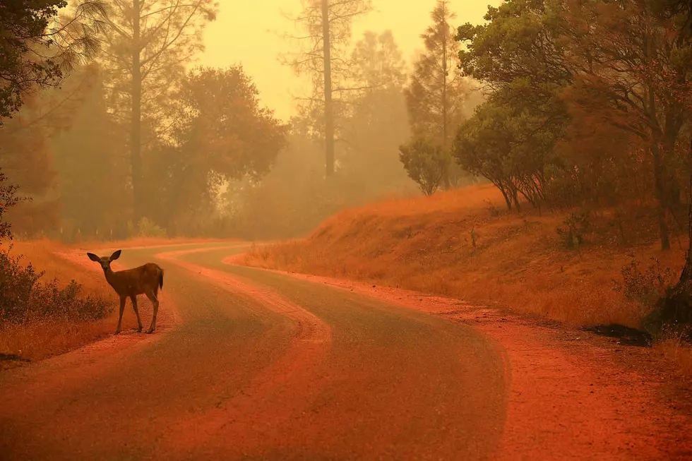 Oh Deer! Autumn Animal Crashes on the Rise in New York