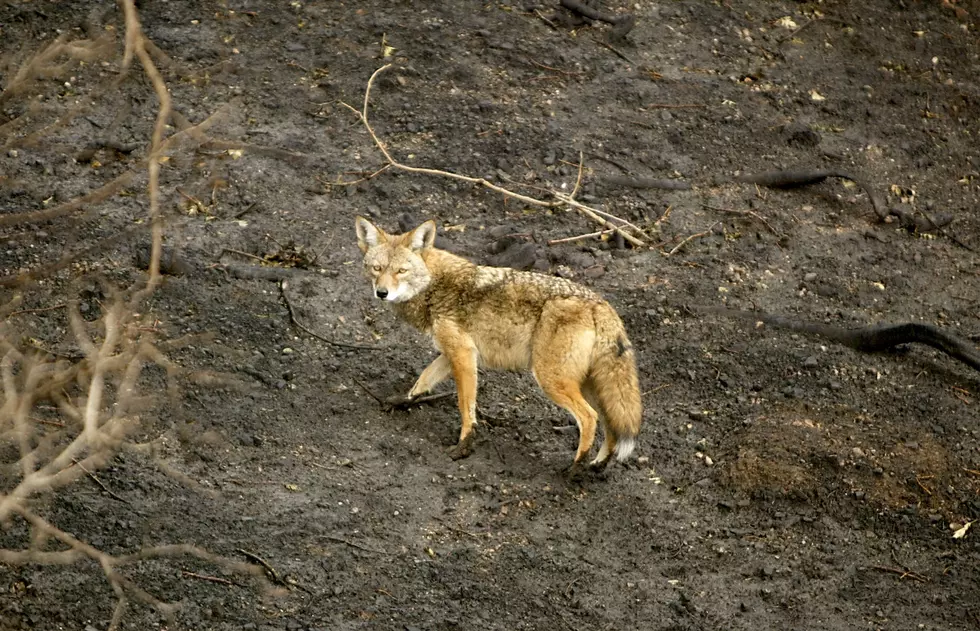 New York Coyote Hunt Pays $2000 Top Prize