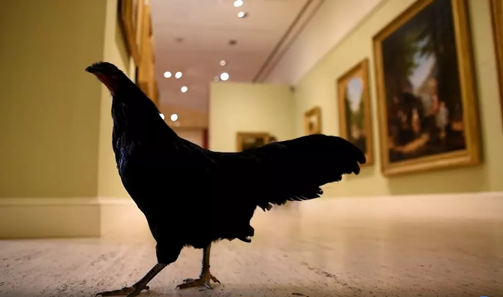 Animals From the Utica Zoo Go on a ‘Date’ to Central New York Museum