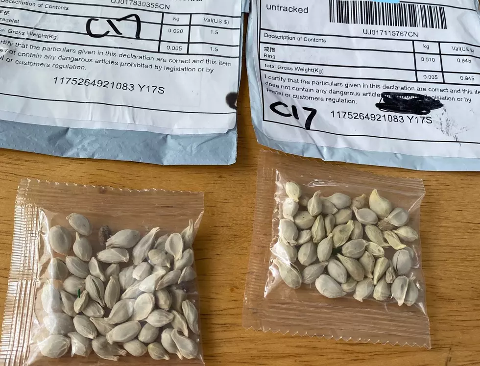 People Planted Those Mystery Seeds from China & Here’s What Grew