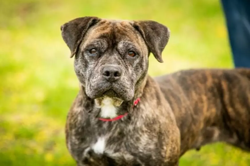 Dog Named Betty White Adopted After More Than a Year Returns to NY Shelter