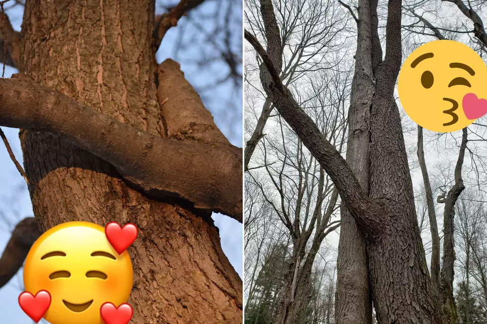 New York Trees Figured Out A Way To Share The Love For Valentines Day