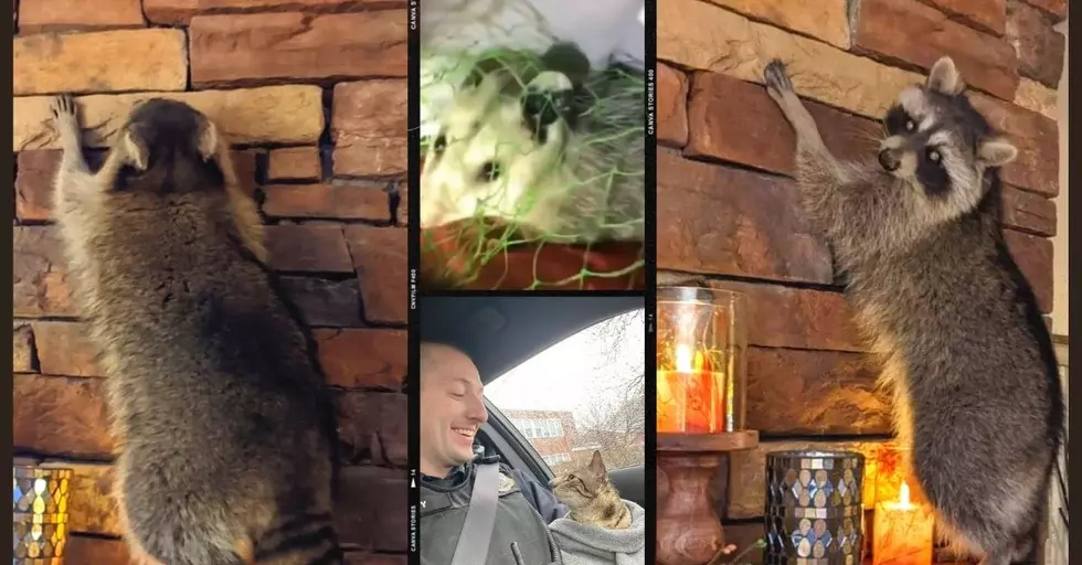 NY Police Save ‘Stray Cat’ in Latest String of Unusual Animal Rescues