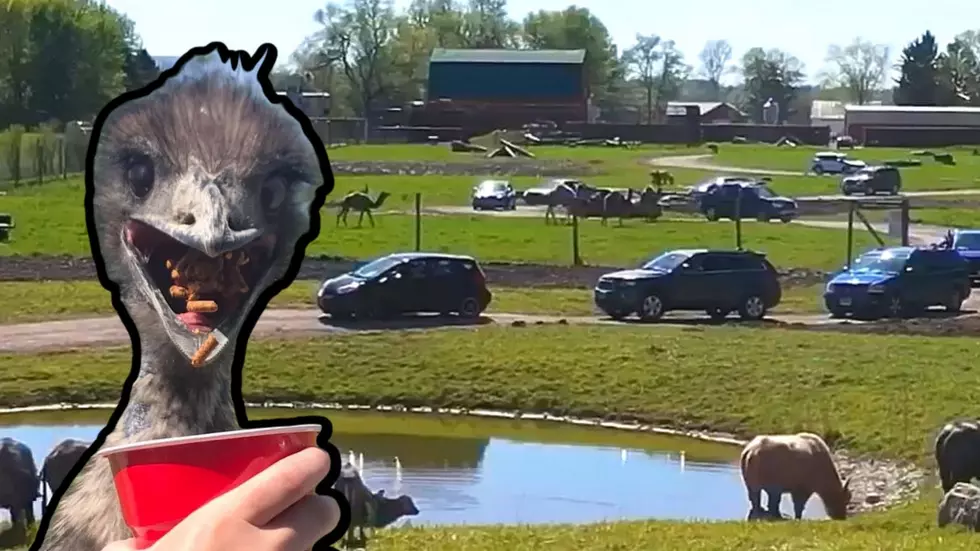 Drive-Thru Safari Opens in CNY for One Wild Adventure