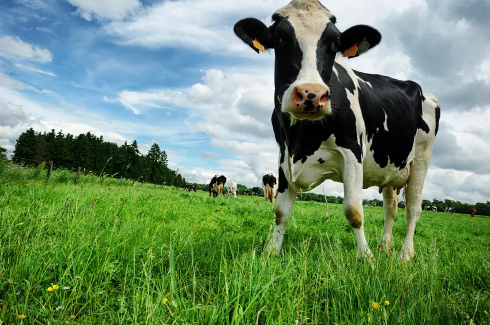 Good News For Farmers; CCE Launches New Livestock Resource Website