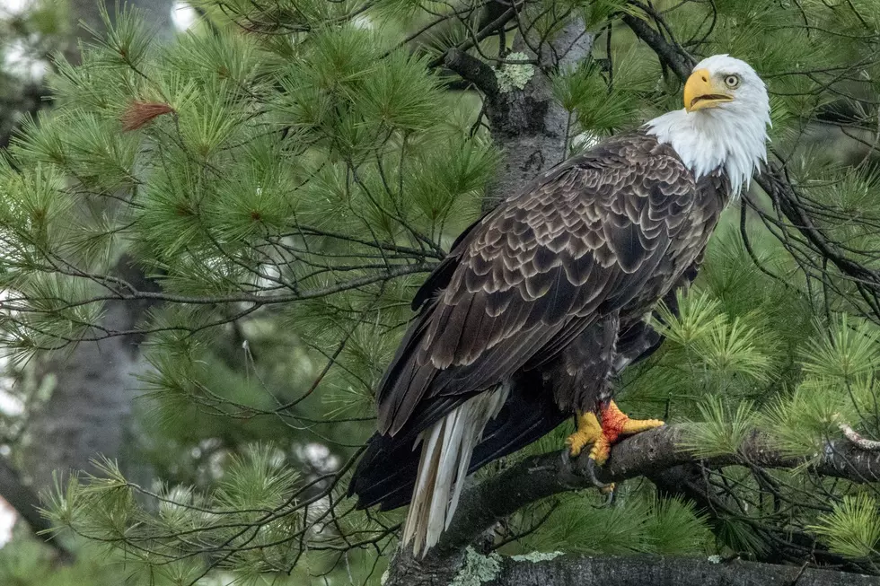 Bird Flu Strikes Again; 9 More Bald Eagles Dead In Upstate NY