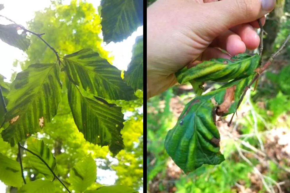 Warning! New Threat Could Be Killing Your Trees In New York State