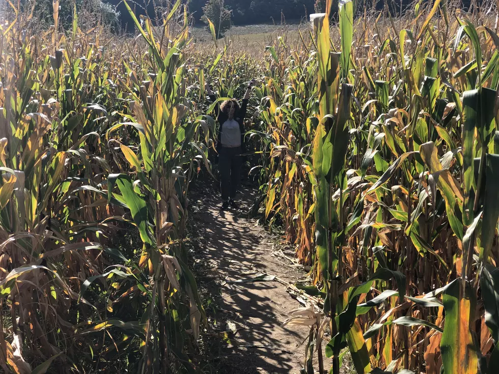 Beware These Nasty Items While Picking Out Your Pumpkins in CNY