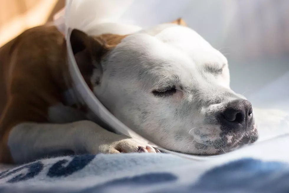 Central New York SPCA Warning Of Facebook Scam