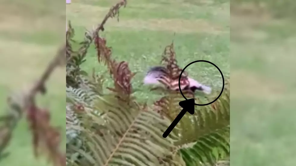 Utica Men Rescue Skunk Trapped Inside a Water Bottle