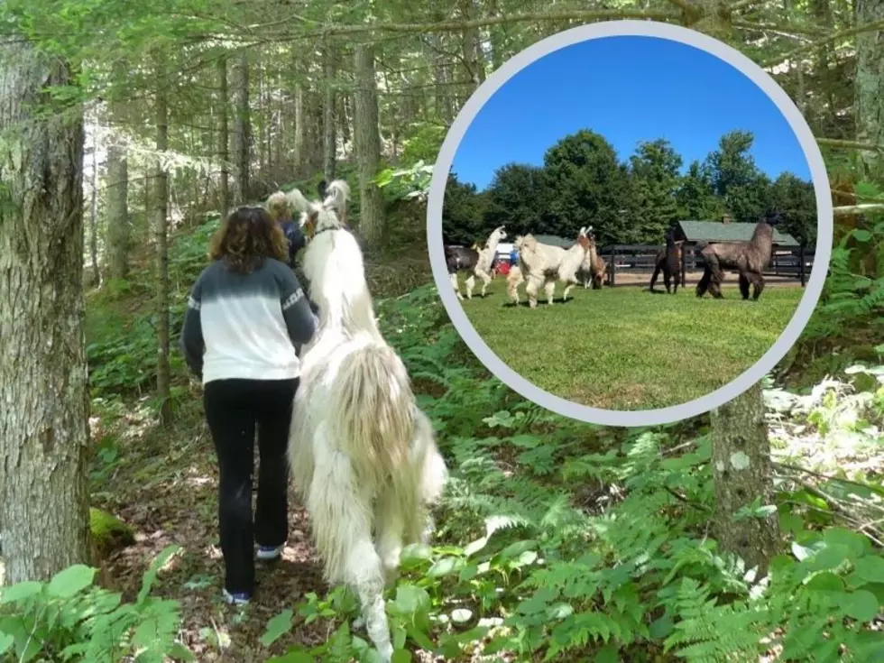 Trek Upstate New York Mountains With This Fun, Furry Farm Animal