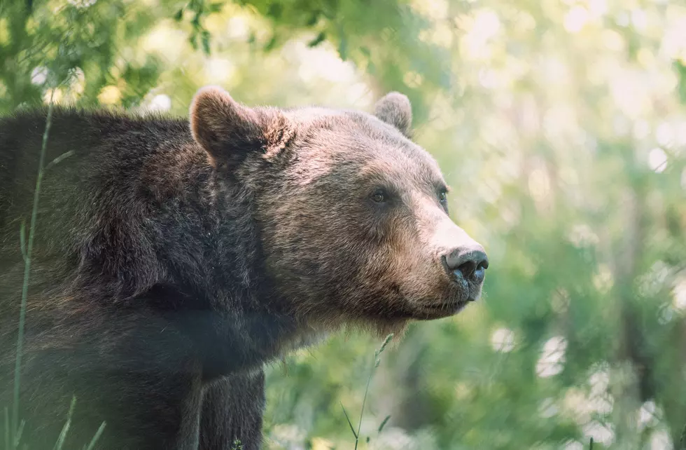 Is Seeing Black Bears In Central New York Normal?