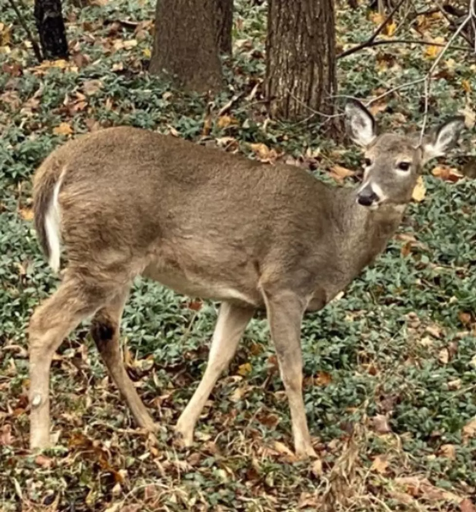 One-fifth of Deer in New York May Have COVID, First Case Found in Canada Lynx