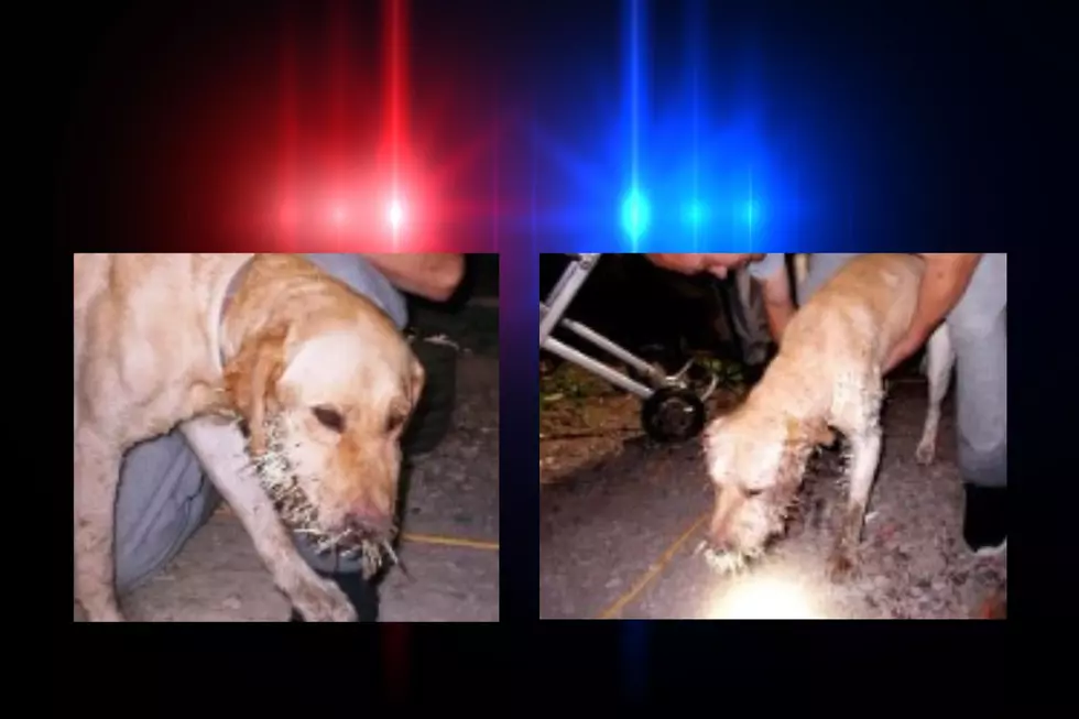 CNY Man Planned to Shoot Dogs Because He Couldn’t Pay for Vet Care: NYSP
