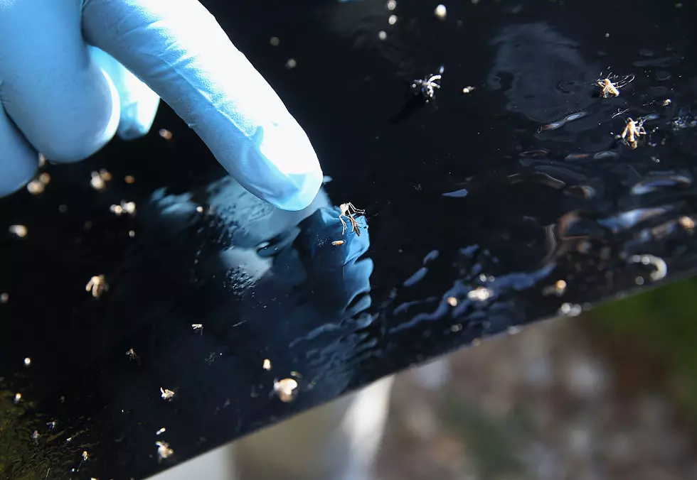 Potentially Deadly Virus Found In Central New York Mosquitoes