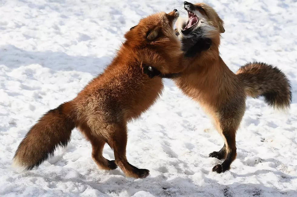 A Skunk And Fox Both Test Positive For Rabies In CNY