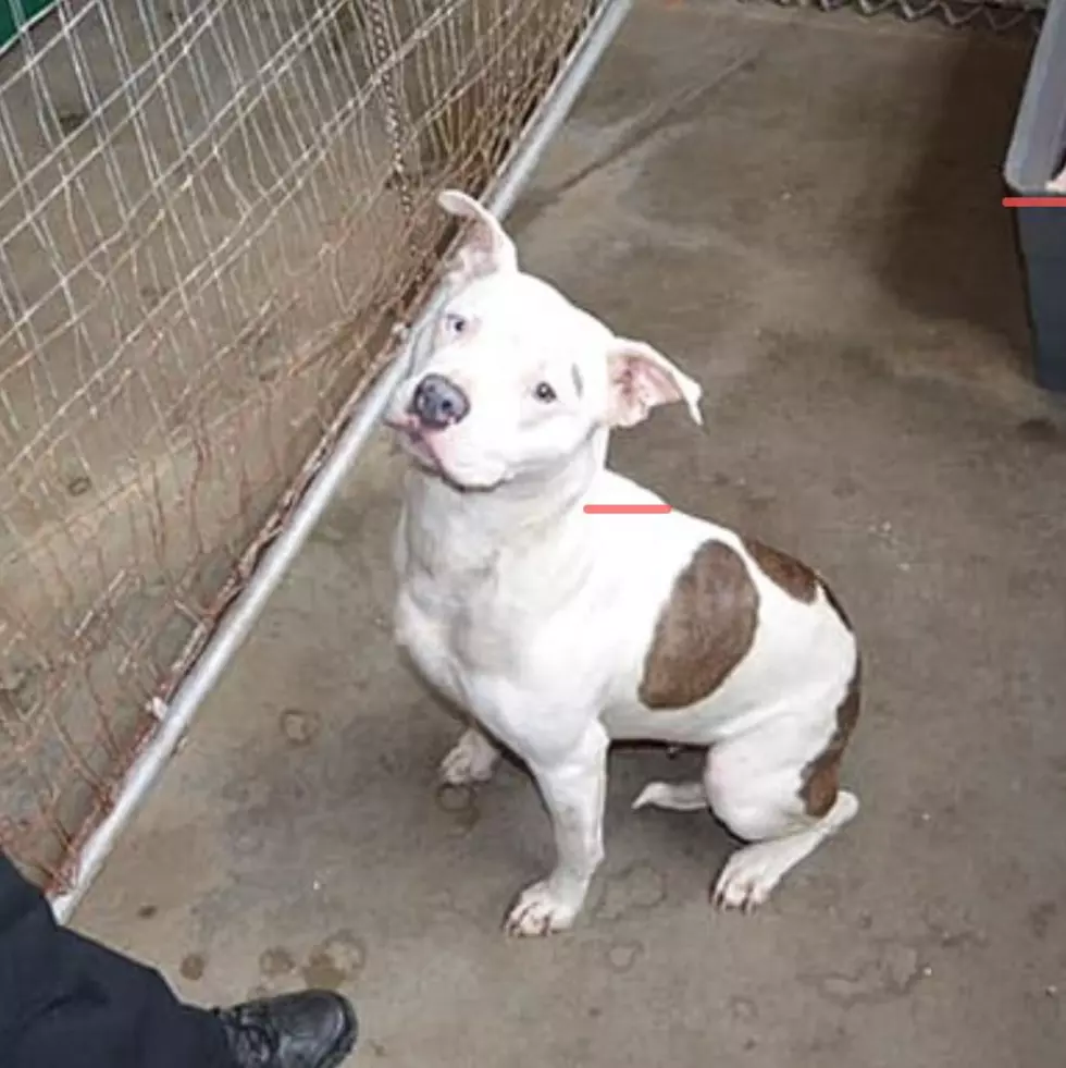 Help Police Find Criminals Who Abandoned Dog In Rome