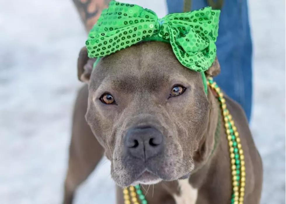 Kennel Help Needed At Stevens Swan Humane Society