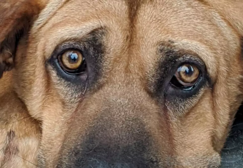 Adopt A Dog Rescued From Meat Farm In South Korea