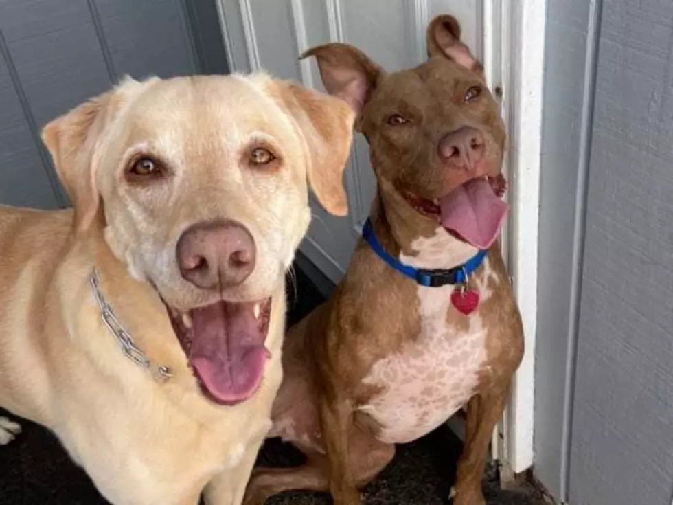 House Of Paws Rescue in Utica Saves Dogs From High-Kill Shelters