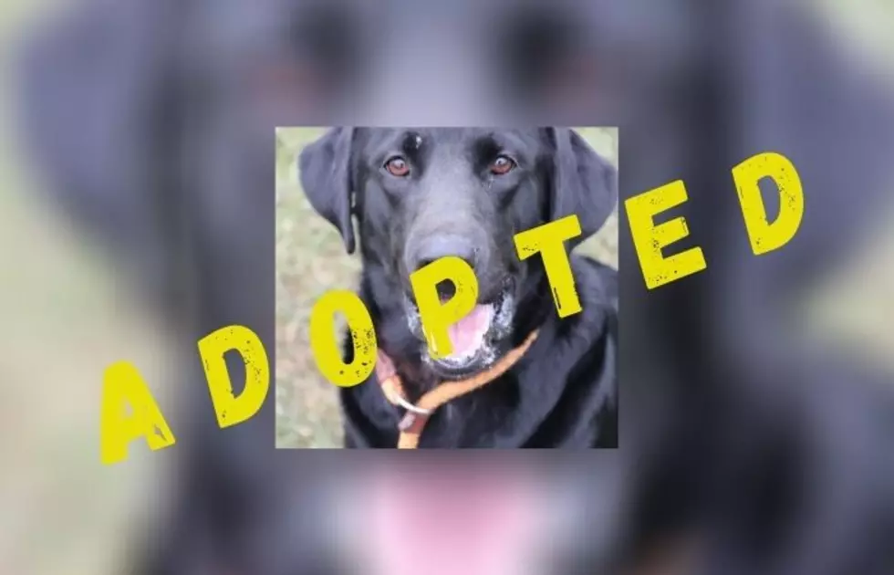 Meet Kaya At The Herkimer County Humane Society