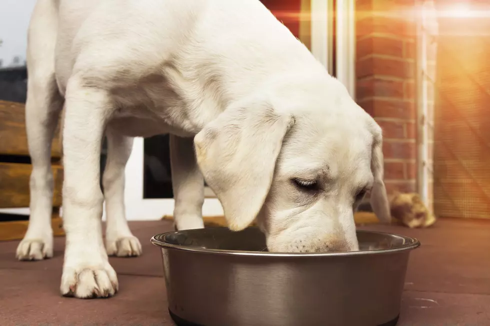 Pet Food and Cleaning Supplies Desperately Needed at 2 Utica Animal Shelters