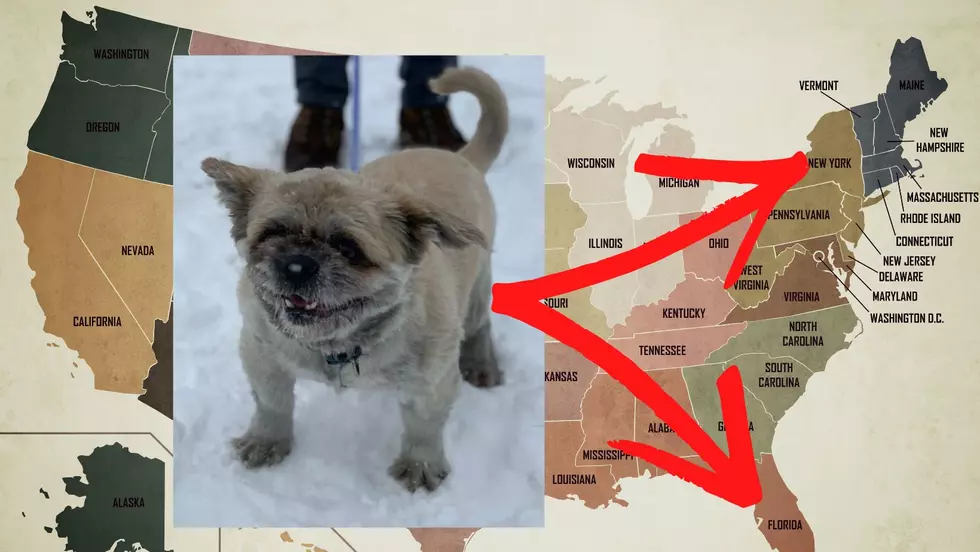 Dog Found in Upstate New York Reunited With Family in Florida