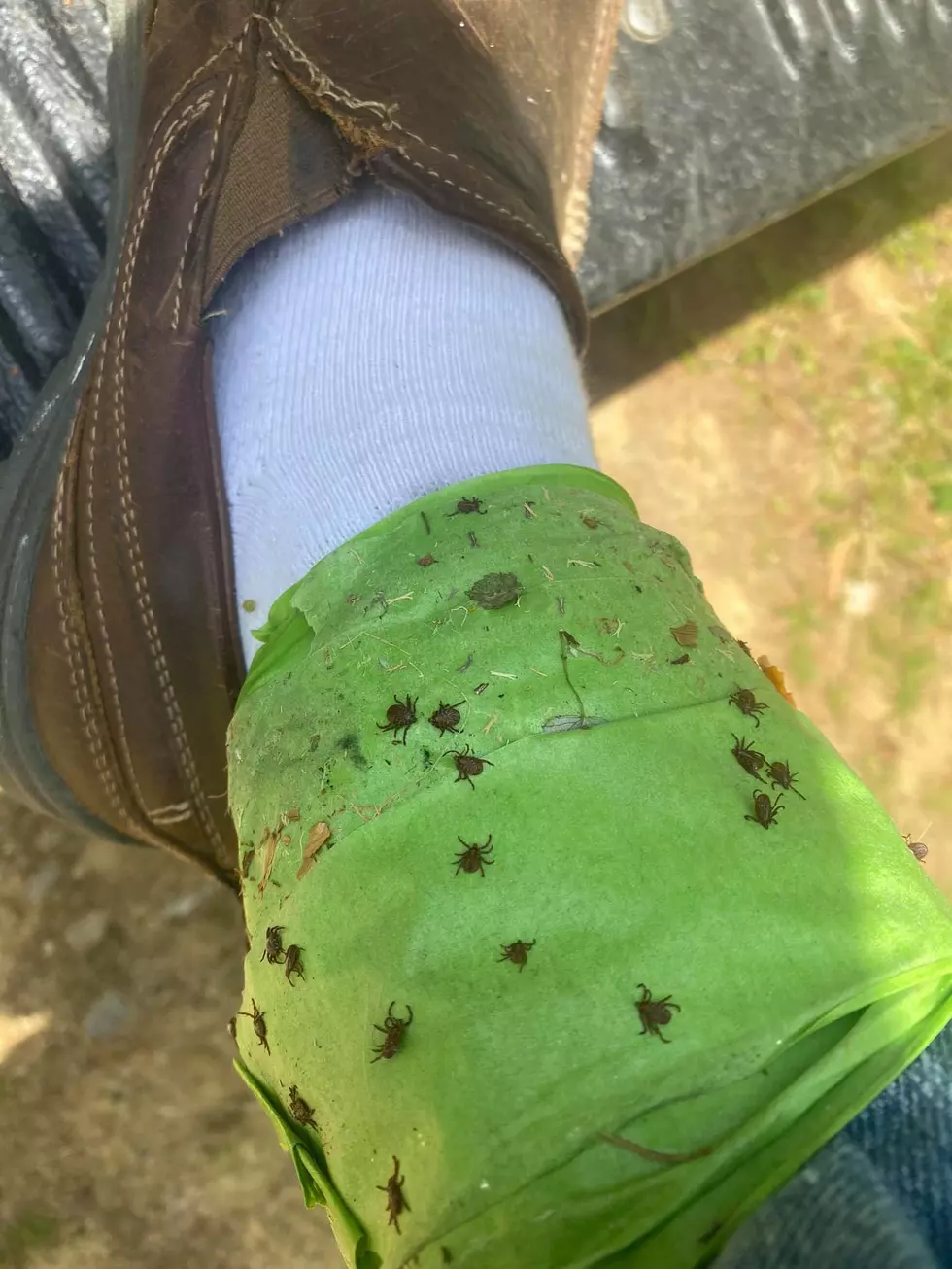 Eight Home Remedy Tick Repellents That Actually Work