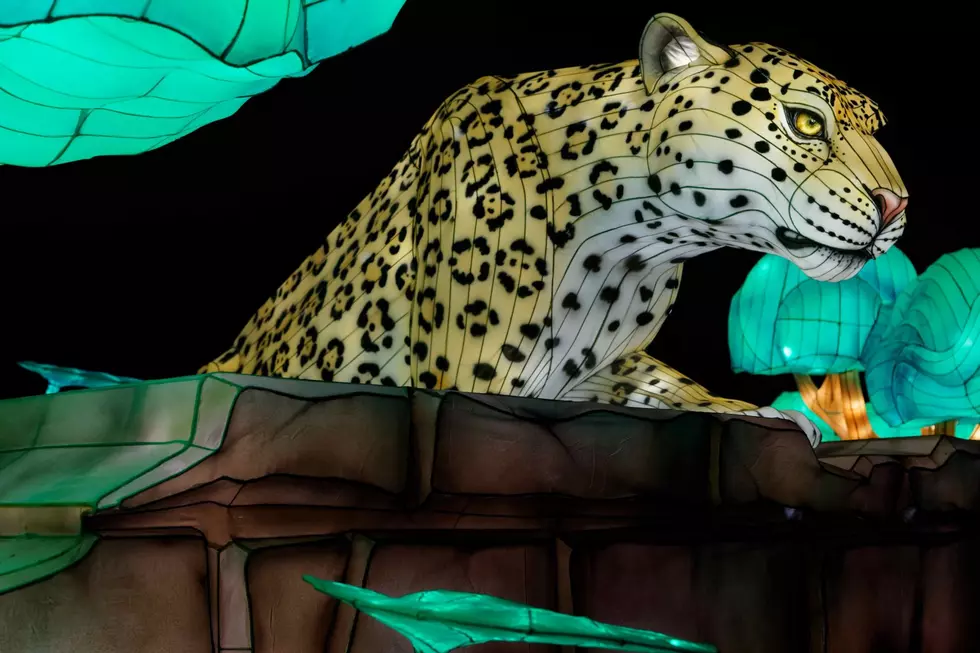 This Dazzling Lantern Show is a Bright Spot on Dark Winter Days