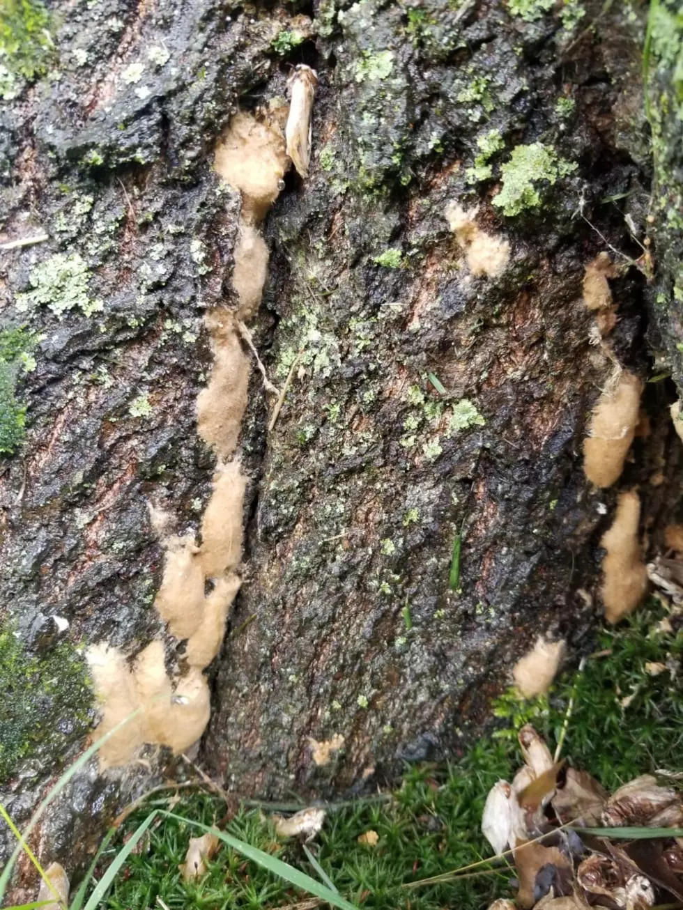 What To Do If You See These Disgusting Blobs on NY Trees