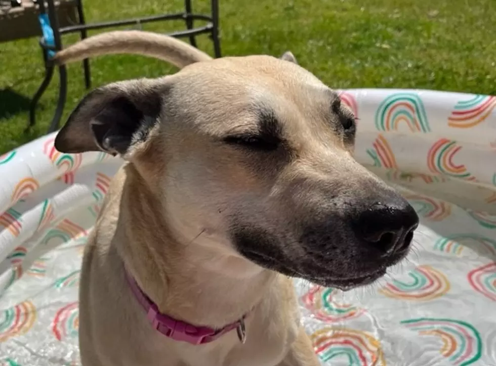 Here’s How To Help Out Dogs This Holiday Season In Central New York