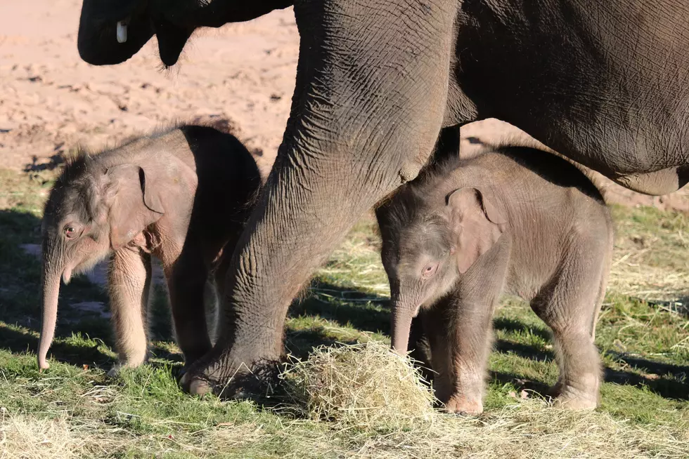 Cute Baby Elephant Twins at the Syracuse Zoo Now Have Names