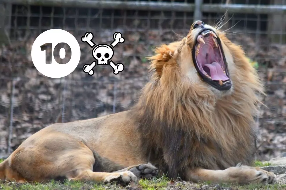 Don’t Fall In! The 10 Deadliest Animals at the Utica Zoo, Ranked