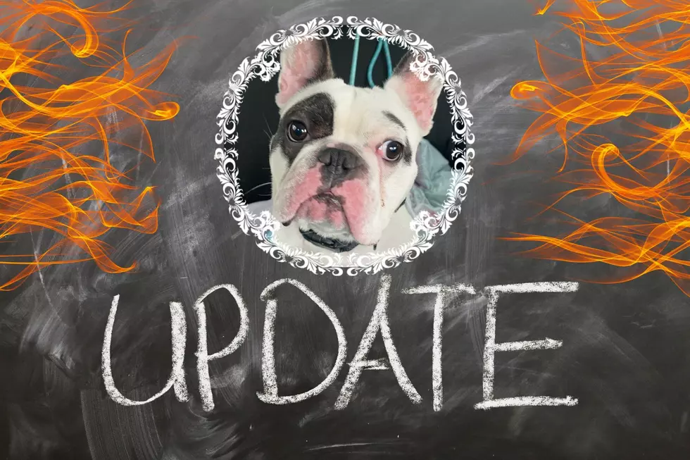 An Update on Ralphie, the Unadoptable ‘Demon Dog’ of NY
