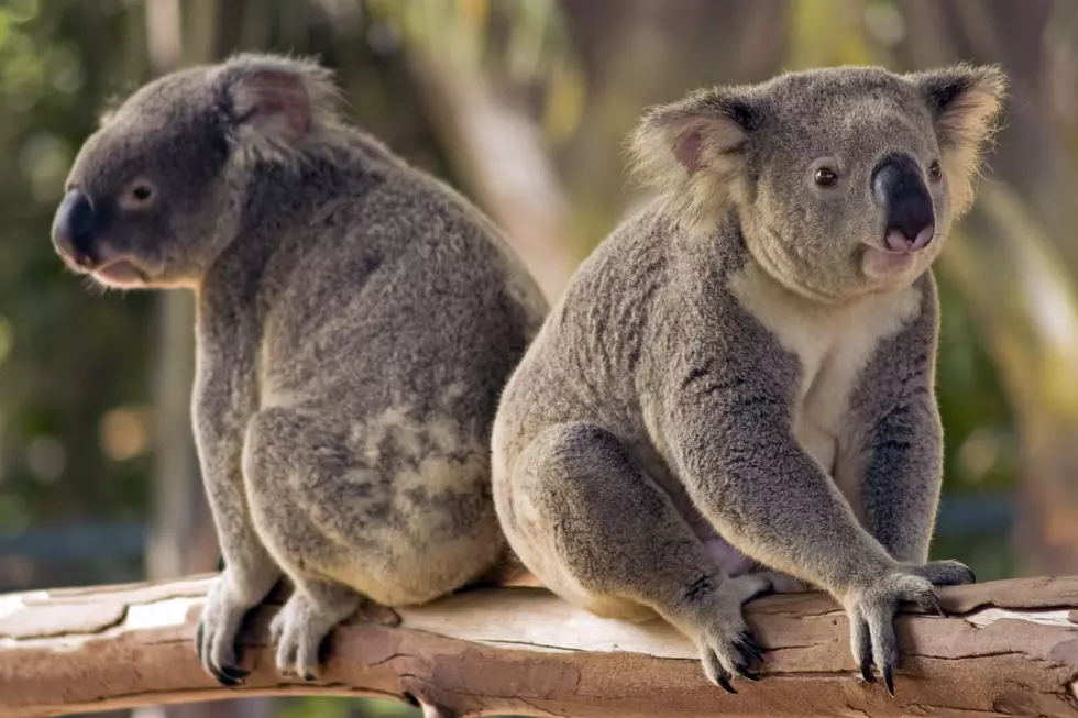 Cute California Koalas on Loan to CNY Zoo This Summer: Come See ’em!
