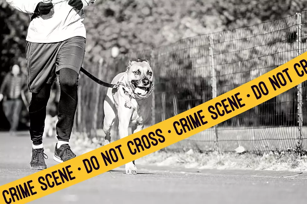 Heinous Tragedy in NY: Dogwalker Dispute Leads to Pet Stabbing Death