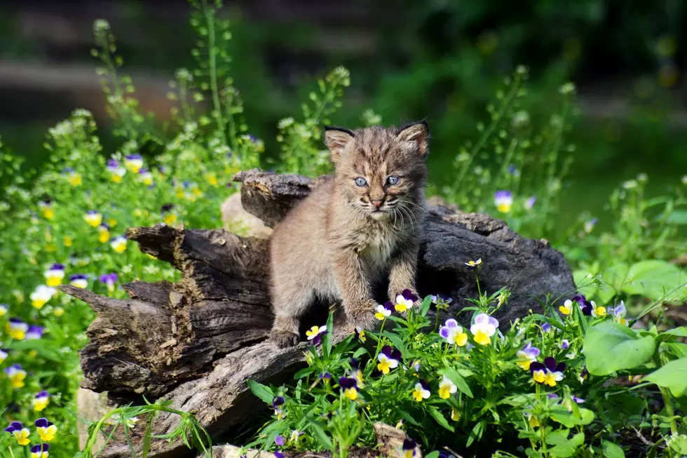 Whoa! Adorable Baby Bobcats Make Surprise Visit to CNY Home