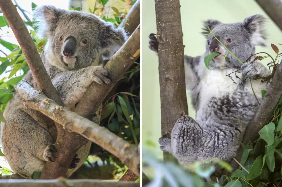 ‘Furry’ Up and See These Adorable Animals at CNY Zoo Before They’re Gone