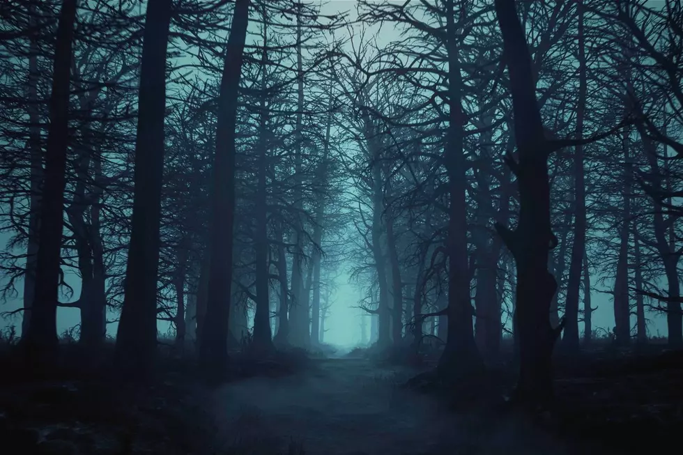 Bewildering Reddit Post About ‘Walking Trees’ in Adirondacks Raises Eyebrows