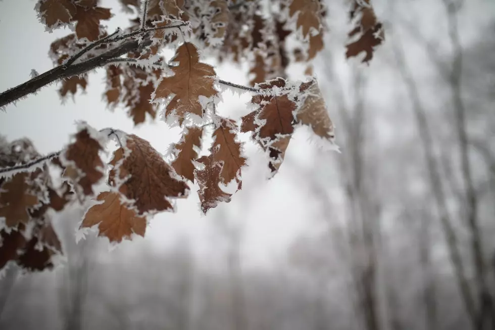 Why Do Some Trees in New York Keep Their Leaves During Winter?
